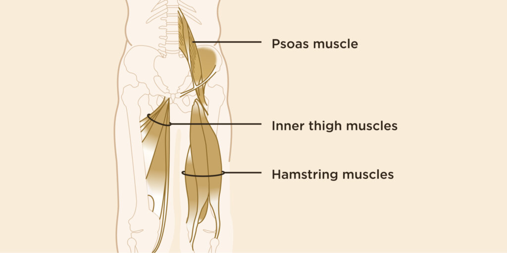 An illustration of human anatomy from the ribs down, showing bones and muscles. The diagram highlights the locations of important muscles for hip health and strength: The psoas muscle, inner thigh muscles, and hamstring muscles. 